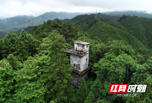 省林业局发布紧急通知：做好雨雪冰冻灾后恢复生产等相关工作