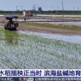 智慧农机护航“三夏”生产 夯实秋粮丰收基础