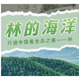林的海洋 “行进中国”看生态之美——林