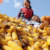 央视快评丨把乡村全面振兴的美好蓝图变为现实