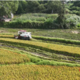 “雨”口夺粮 烘干护航 君山区全力保障秋粮归仓