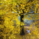 天岳幕阜山秋季放大招：门票免票 + 索道 9.9 元