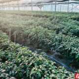 临湘桃林镇:育秧大棚“错季生金” 秋茬果蔬串起增收链