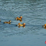 生态平江物华新⑪丨“打鸟人”镜头里的平江生态之变