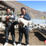 岳阳援藏组助力桑日因地制宜发展特色养殖产业—— 扎嘎沟:走“羊”光大道 过幸福日子