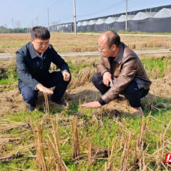 屈原管理区:绿肥管理正当时,助力农业显效益