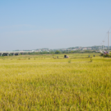 湖南岳阳：地里来了“农田管家”