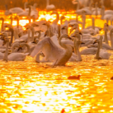 天鹅为桥 光影为媒 近百名摄影家聚焦东古湖观鸟影像创作