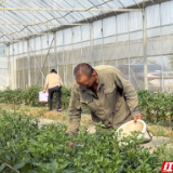 小辣椒撬动大收益 君山区许市镇洪水港社区集体经济再添新动能