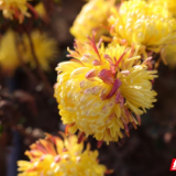 “小菊花”做成“大产业”:君山区许家牌村探索农旅融合致富新路径