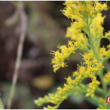 岳阳县： “清除 + 利用” 双管齐下 筑牢生态安全屏障