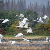 10万大奖期待佳作!岳阳首届东古湖生态摄影大赛启动