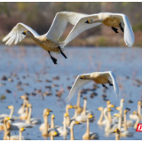 万羽翩跹映湖光!超一万只小天鹅翔聚屈原东古湖 周末万名游客赴生态之约