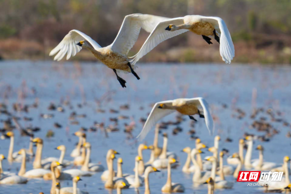 万羽翩跹映湖光！超一万只小天鹅翔聚屈原东古湖 周末万名游客赴生态之约