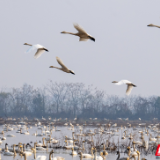 组图丨万鸟翔集麋鹿欢 洞庭湖畔展新颜