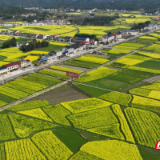 平江县加义镇：“订单农业”蹚出富民强业新路子