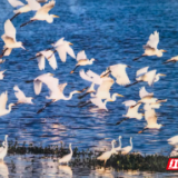 散文丨我看到了西伯利亚的天鹅