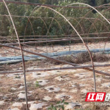 樟树港辣椒,2025年12月7日休市啦!