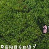 第四届湖南旅游发展大会丨艾香初绽 遇见毛田