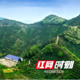 临湘白石毛尖——天梯茶山上的岩韵花香