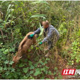 政协委员救助迷途野生麋鹿 携手共筑和谐家园