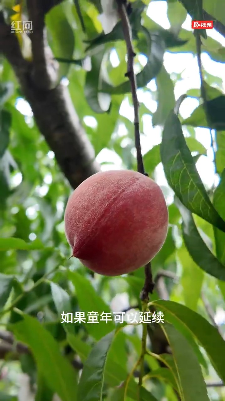 岳阳尝鲜季 “果”味正当甜！