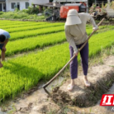 岳阳市屈原管理区：躬耕稻田15载，这对“夫妻档”让稻香满溢乡野