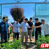 君山农垦集团：锻造蔬菜品质 对接港澳市场