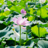 视频丨湖南岳阳：万亩芙蕖入画来