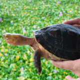 君山区：小产业大发展 观赏龟“养”出致富路