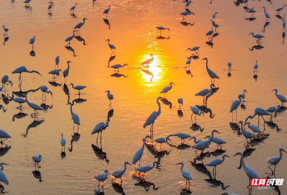 组图丨洞庭晨韵：白鹭与霞光共舞