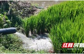 君山区：科学应对持续高温干旱 全力保障秋粮稳产丰收