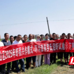 君山区举办2025年虾稻共作新模式-环沟套养罗氏沼虾观摩培训会