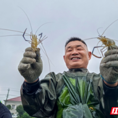 金秋丰收忙！岳阳屈原罗氏沼虾基地首批虾获4000斤
