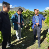 把脉开方！湖南葡萄专家来桑日送“科技良方”