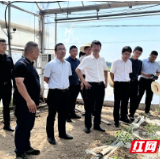 科技赋能！中国农科院油料所与屈原管理区签约，攻坚油菜大面积单产提升