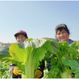 君山芥菜喜开镰 产业丰收促振兴