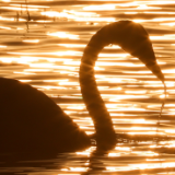 组图丨岳阳屈原管理区：万鸟翔集东古湖