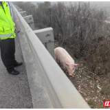 岳阳高速:“二师兄”误闯高速,路管员这波操作太暖了