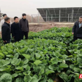 屈原管理区河市镇全力应对低温雨雪天气 护航农业生产
