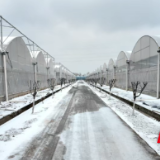 君山区蔬菜科技园:燃起70处“暖心火” 守牢群众“菜篮子”