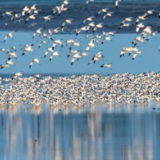 君山区:从生态共享到家园共建 与候鸟共享绿水青山