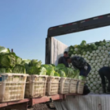 君山十万余吨安心菜陆续上市 保障春节“菜篮子”