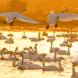 6万羽候鸟 20万游客 东古湖，凭什么出圈成为全国观鸟胜地