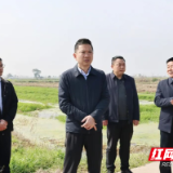 陈淼调研君山区农业基础设施建设工作