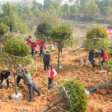 岳阳楼区开展2026年义务植树活动
