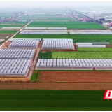 从“土里刨食”到“苗上生金”——君山育苗三十年跨越记