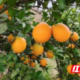 云帆渡洞庭 好物上青云——君山区建区三十年电商助农“小样本”大变迁