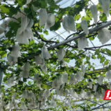 君山区三十年“葡”写蝶变：从试验田到乡村振兴的“甜蜜”引擎