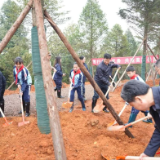 岳阳开展义务植树活动